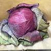 "Royal Cabbage" 11x14